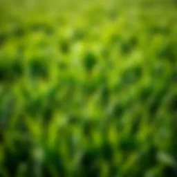 A lush green lawn nurtured by optimal fertilization techniques