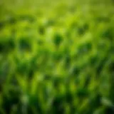 Nurtured Lawn: The Result of Effective Fertilization A lush green lawn nurtured by optimal fertilization techniques