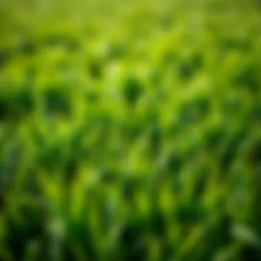 Nurtured Lawn: The Result of Effective Fertilization A lush green lawn nurtured by optimal fertilization techniques