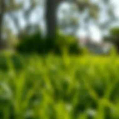 Thriving Shade-Tolerant Grass in Florida Lush shade-tolerant grass flourishing under trees in Florida
