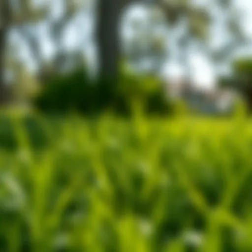 Thriving Shade-Tolerant Grass in Florida Lush shade-tolerant grass flourishing under trees in Florida