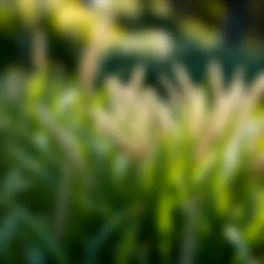 Diverse Shade-Tolerant Grass Species Illustration of various shade-tolerant grass species