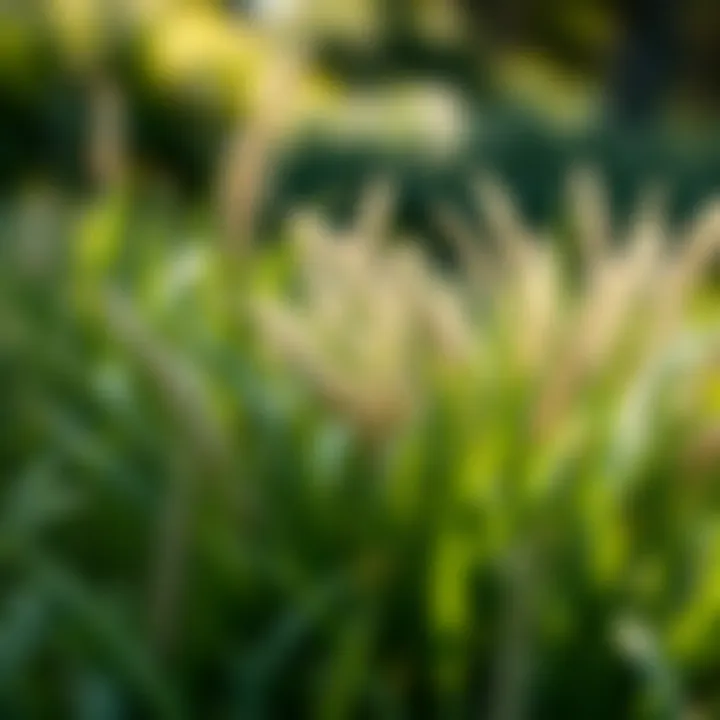 Diverse Shade-Tolerant Grass Species Illustration of various shade-tolerant grass species