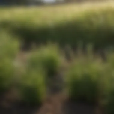 Close-up of various grass types, emphasizing diversity in planting options.