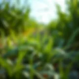 Crabgrass life cycle