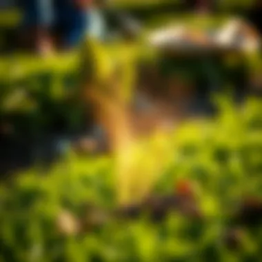 Understanding Seasonal Influences on Lawn Health Seasonal changes affecting lawn care practices