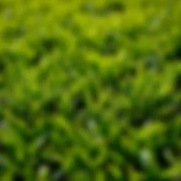 Vibrant green lawn showcasing healthy turf growth