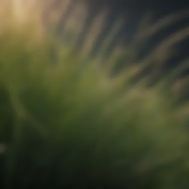 Close-up view of perennial Bermuda grass seeds highlighting their texture