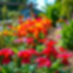 A beautifully leveled garden showcasing vibrant flowers and lush greenery