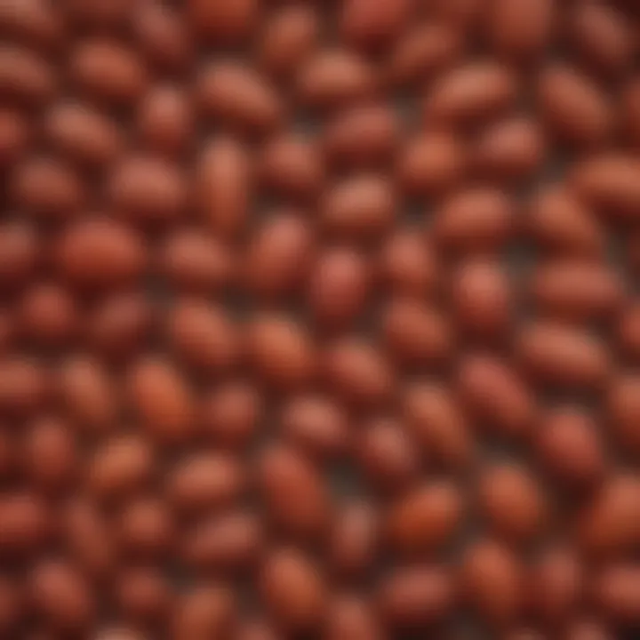 Close-up view of Rhodochiton seeds showcasing their intricate texture and pattern