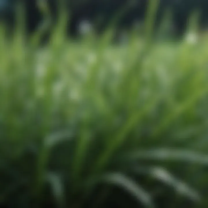 Close-up view of Sapphire St. Augustine grass with dew drops