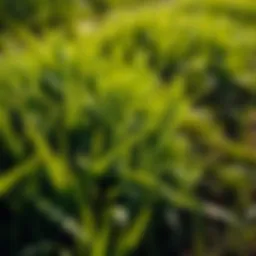 Lush green grass thriving in partial sunlight