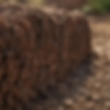 Close-up of soil cores removed by an aerator