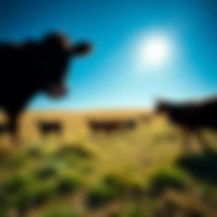 A picturesque ranch landscape showcasing grazing cattle under a clear blue sky