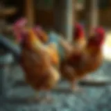 Strategies to Discourage Chickens from Pecking Their Own Eggs Introduction