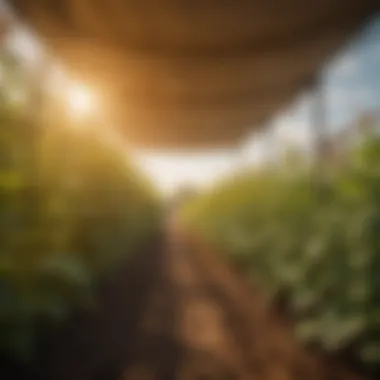 Sun shade fabric protecting crops from intense sunlight