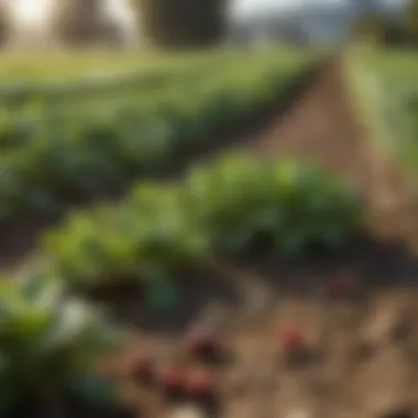Diverse Crops in Organic Farming A vibrant organic farm showcasing diverse crops and sustainable practices.