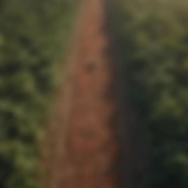 Aerial view of a sustainable cocoa farm emphasizing ecological balance.