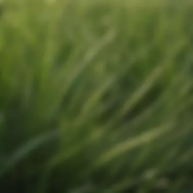 Close-up of tall fescue grass blades highlighting their unique texture.