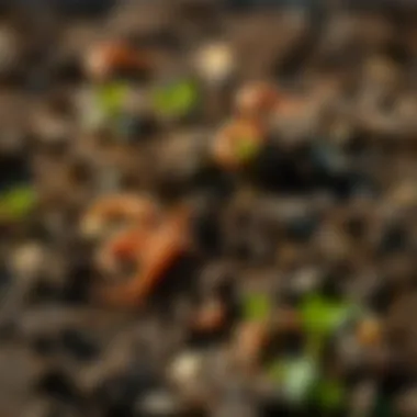 Soil Health and Vitality Healthy soil filled with earthworms and organic matter