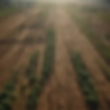 Aerial view of a diversified agricultural landscape affected by climate change