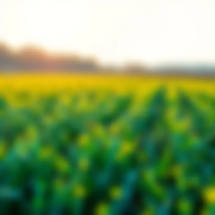 A vibrant field showcasing genetically modified crops thriving under optimal conditions.