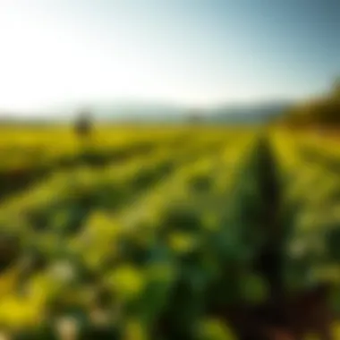A scenic view of a sustainable farm that integrates traditional methods with biotech innovations.