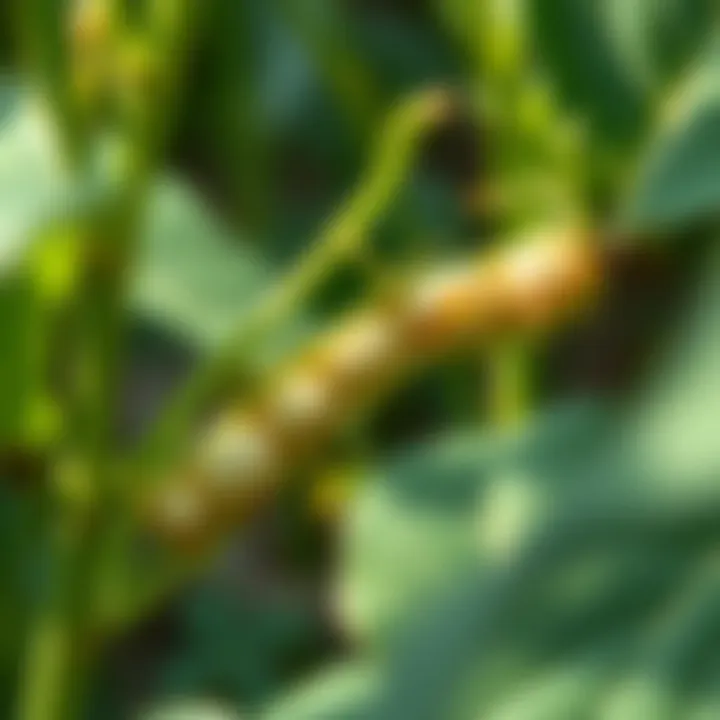 Detailed View of Soybean Growth Stages Close-up of soybean plant exhibiting growth stages