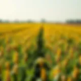 Vibrant soybean field during peak growth