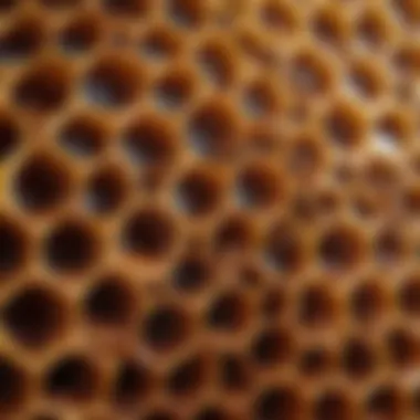 A fresh honeycomb reflecting natural craftsmanship