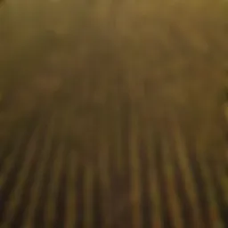 Aerial view of a flourishing maize field