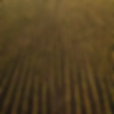 Aerial view of a flourishing maize field