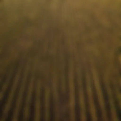 Aerial view of a flourishing maize field