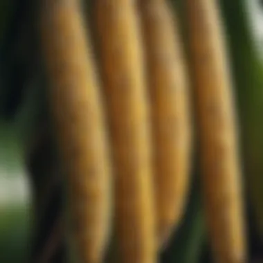 Close-up of ripe maize ears