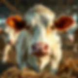 The Production Process of Lactaid Milk: A Comprehensive Exploration Introduction