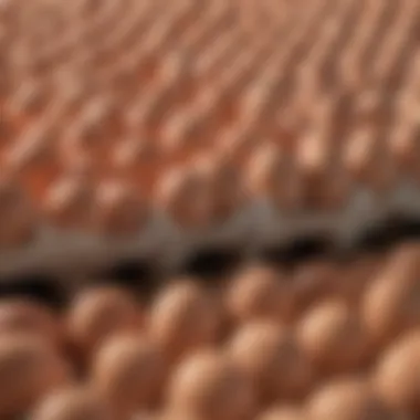 Economic Benefits of Large Egg Cartons Economic impact of large egg cartons on poultry industry