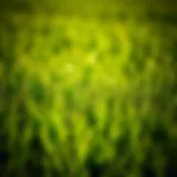 Vibrant Agricultural Field with Spring Green Grass Lush spring grass thriving in a vibrant agricultural field