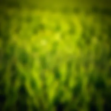 Vibrant Agricultural Field with Spring Green Grass Lush spring grass thriving in a vibrant agricultural field