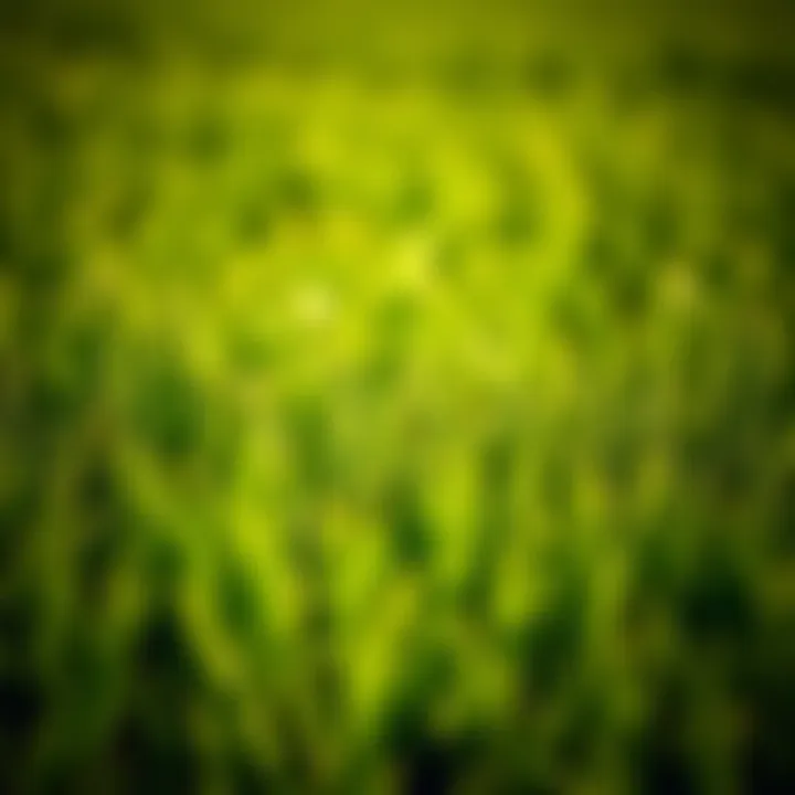 Vibrant Agricultural Field with Spring Green Grass Lush spring grass thriving in a vibrant agricultural field