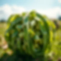 Understanding Alfalfa Cubes Price per Ton Introduction
