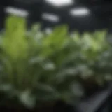 Close-up of green leafy vegetables under LED grow lights