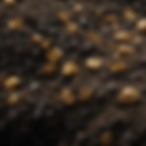 Close-up of black and gold potting soil showing texture and components