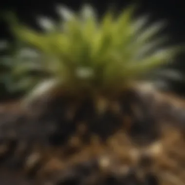 Healthy plants in black and gold potting soil Illustration of plants thriving in black and gold potting soil
