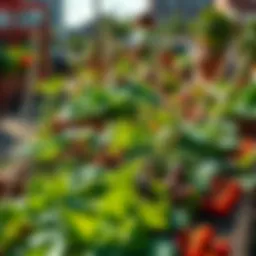 Vibrant community garden showcasing diverse crops