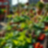 Community Resilience Through Urban Gardening Vibrant community garden showcasing diverse crops