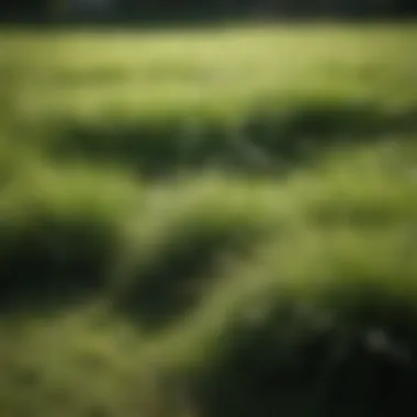 Close-up of a lush green lawn showcasing fine fescue.