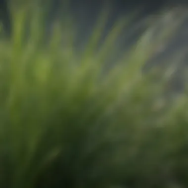 Close-up of Pennington Annual Ryegrass blades showing texture