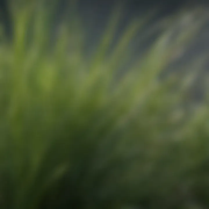 Close-up of Pennington Annual Ryegrass blades showing texture