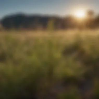 Ecological role of weeds in the South Texas environment