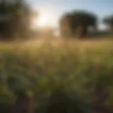 Native weed species in South Texas ecosystem